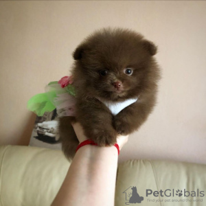 Photo №2 to announcement № 120240 for the sale of pomeranian - buy in United Kingdom private announcement