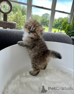 Photo №2 to announcement № 157341 for the sale of persian cat - buy in Germany from the shelter, breeder
