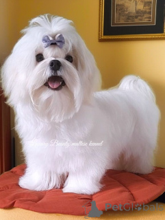 Photo №1. maltese dog - for sale in the city of Kiev | negotiated | Announcement № 158997