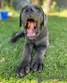 Photo №4. I will sell cane corso in the city of Munich. breeder - price - Is free