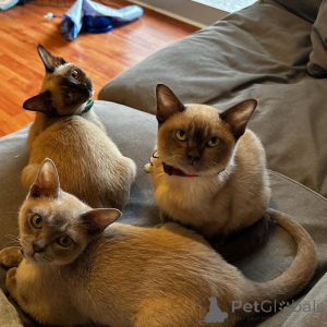 Photo №1. burmese cat - for sale in the city of Zeitz | 329$ | Announcement № 149188