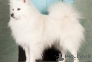 Photo №2 to announcement № 129080 for the sale of belgian griffon - buy in Finland breeder