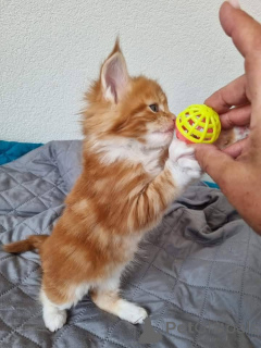 Photo №1. maine coon - for sale in the city of Liège | Is free | Announcement № 138936