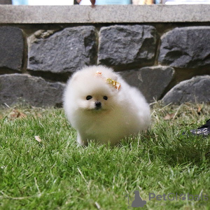 Photo №3. Pomeranian spitz,. Austria