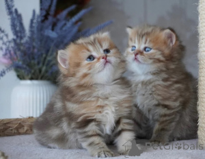 Photo №1. munchkin - for sale in the city of Koblenz | 361$ | Announcement № 177038