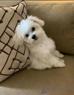 Photo №1. maltese dog - for sale in the city of Helsinki | 516$ | Announcement № 164994