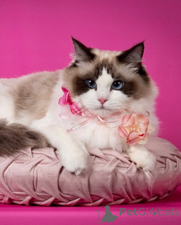 Photo №2 to announcement № 155571 for the sale of ragdoll - buy in Italy private announcement