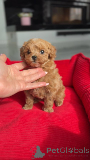 Photo №3. Charming mini girl. Austria