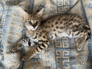 Photo №1. savannah cat - for sale in the city of Moskova | 3338$ | Announcement № 98549