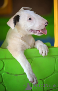 Photo №1. bull terrier - for sale in the city of Бачка-Паланка | negotiated | Announcement № 120669