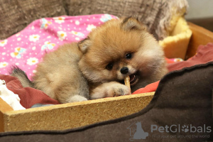 Additional photos: German Spitz