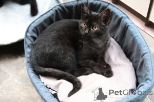 Photo №2 to announcement № 154411 for the sale of  - buy in Russian Federation private announcement