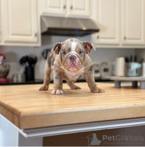 Photo №1. english bulldog - for sale in the city of Зальцбург | negotiated | Announcement № 112247