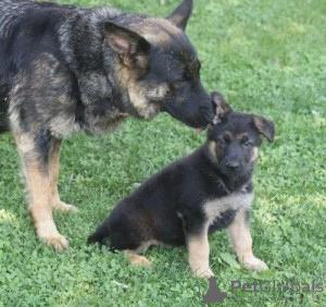 Photo №1. german shepherd - for sale in the city of Гладбек | 370$ | Announcement № 119054