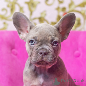 Photo №1. american bulldog - for sale in the city of Flower Mound | 500$ | Announcement № 168014