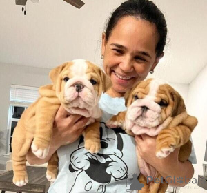 Photo №1. english bulldog - for sale in the city of Freiburg Im Breisgau | 361$ | Announcement № 171433