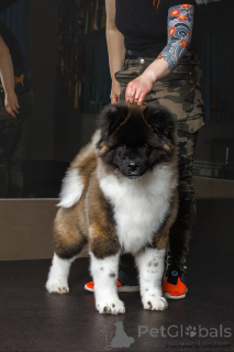 Photo №2 to announcement № 168391 for the sale of american akita - buy in Russian Federation from nursery, breeder