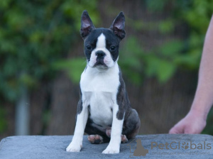 Photo №2 to announcement № 111237 for the sale of boston terrier - buy in Serbia breeder