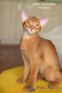 Photo №1. abyssinian cat - for sale in the city of Warsaw | 528$ | Announcement № 66761