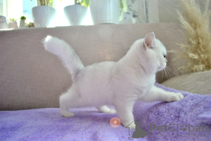 Photo №2 to announcement № 11463 for the sale of british shorthair - buy in Belarus from nursery