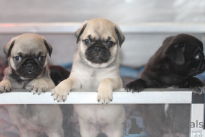 Photo №1. pug - for sale in the city of Dudinka | 592$ | Announcement № 11079