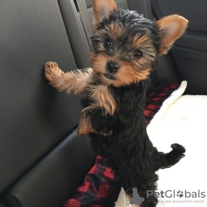 Photo №3. Purebred medium sized Yorkshire Terrier.. Germany