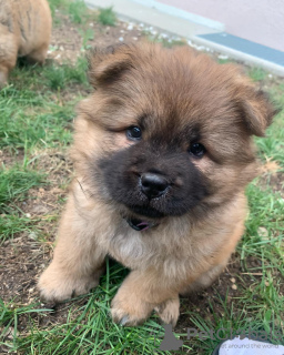 Photo №1. chow chow - for sale in the city of Paris | negotiated | Announcement № 71036