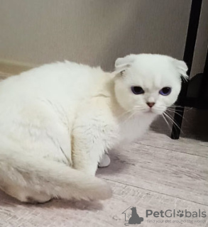 Photo №4. I will sell scottish fold in the city of Бангкок. from nursery - price - 500$