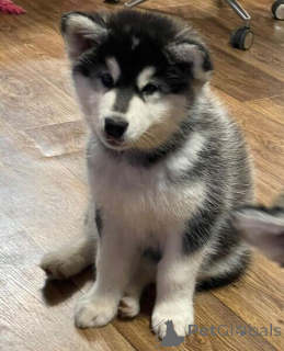 Photo №1. alaskan malamute - for sale in the city of Antwerp | negotiated | Announcement № 169670