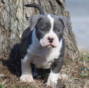 Photo №4. I will sell american bulldog, bull terrier in the city of Лидс. breeder - price - 1129$