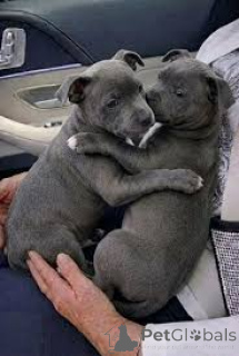 Photo №3. Preciosos cachorros de Staffordshire Bull Terrier en venta.. Spain