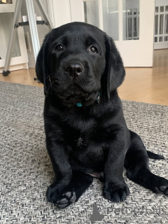 Photo №2 to announcement № 169104 for the sale of labrador retriever - buy in Finland private announcement