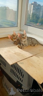 Photo №2 to announcement № 147664 for the sale of savannah cat - buy in Russian Federation from nursery