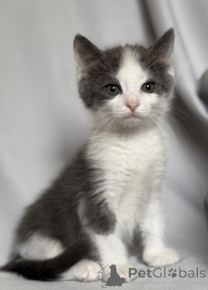 Photo №4. I will sell  in the city of Москва.  - price - Is free