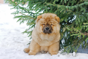 Photo №2 to announcement № 4828 for the sale of chow chow - buy in Russian Federation from nursery