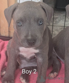Photo №4. I will sell staffordshire bull terrier in the city of Langen. private announcement - price - 599$