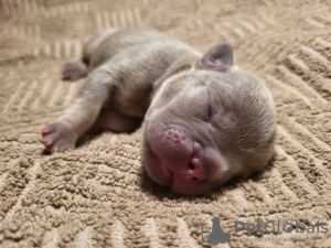 Additional photos: French bulldog puppy, exotic