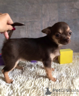 Photo №4. I will sell chihuahua in the city of Miass. from nursery - price - 877$