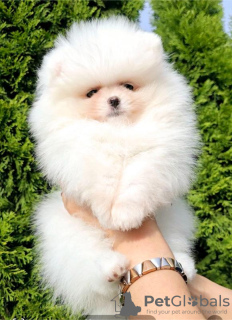 Photo №3. White Pomeranian Spitz puppies. Serbia