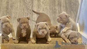 Photo №3. lovely and friendly males and females Pocket bully ready for a new home, contact. United States