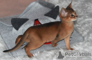 Photo №1. abyssinian cat - for sale in the city of Vienna | negotiated | Announcement № 74468