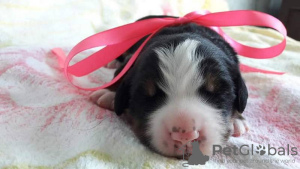 Photo №4. I will sell bernese mountain dog in the city of Kolomna.  - price - 14$
