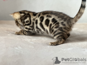 Additional photos: Bengal kitten