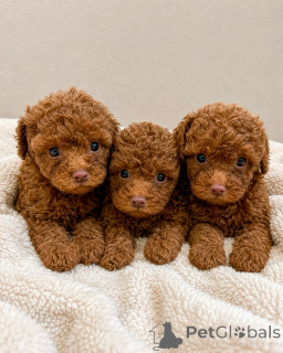 Photo №2 to announcement № 169842 for the sale of poodle (toy) - buy in Czech Republic breeder