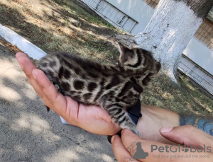 Photo №4. I will sell bengal cat in the city of Kharkov. private announcement, breeder - price - negotiated