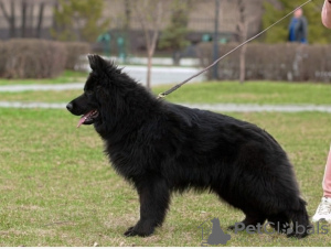 Additional photos: German Shepherd longhaired 4.5 months male