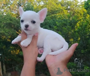 Photo №1. chihuahua - for sale in the city of Prague | negotiated | Announcement № 156853