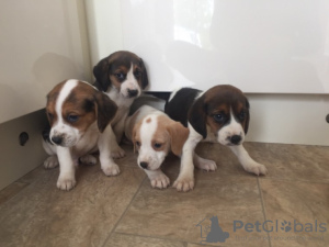 Photo №2 to announcement № 123641 for the sale of beagle - buy in Germany private announcement