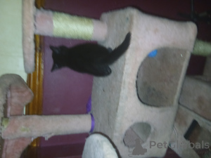 Photo №3. LUCKY black kitten,. United Kingdom