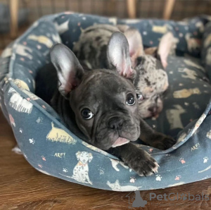 Photo №3. Wunderschöne Französische Bulldoggenwelpen mit Stammbaum.. Germany